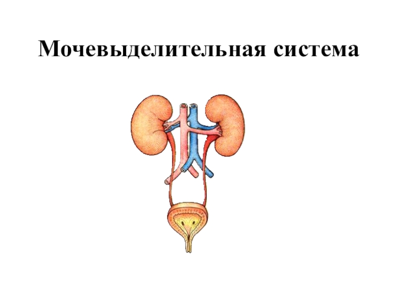 Мочевыделительная система человека схема