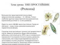 Презентация к уроку Тип Простейшие