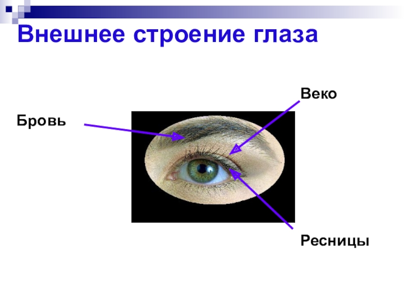 Рассмотрим глаз