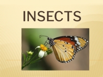 Insects