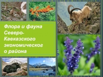 Презентация по географии Флора и фауна Северного Кавказа ученицы 9 А класса Русецкой Аллы