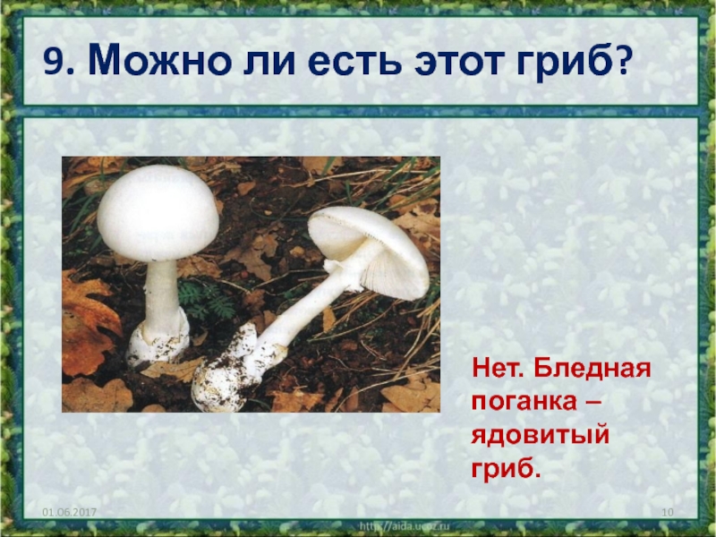 9. Можно ли есть этот гриб?Нет. Бледная поганка – ядовитый гриб.