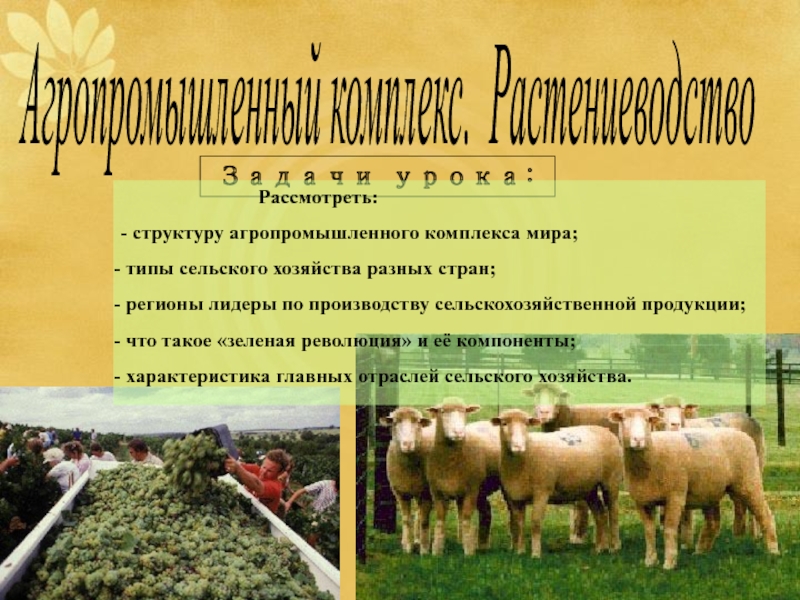 Реферат: Значение селекции для сельскохозяйственного производства и различных отраслей промышленности