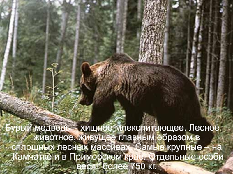 Бурый медведь – хищное млекопитающее. Лесное животное, живущее главным образом в сплошных лесных массивах. Самые крупные –
