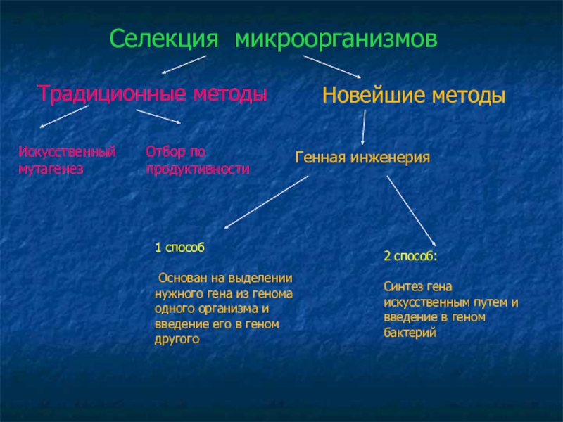 Презентация на тему селекция микроорганизмов