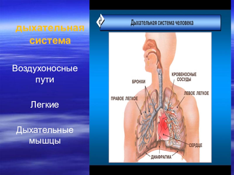 Стенка воздухоносных путей что не соответствует