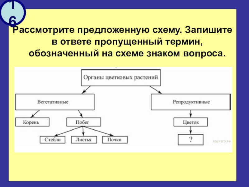 Пропускать ответить. Рассмотрите предложенную схему запишите в ответе пропущенный термин. Запиши понятие, пропущенное в схеме. ￼. Рассмотрите предложенную схему. На схеме знаком вопроса обозначено ….