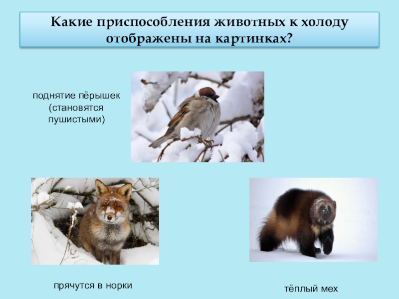 Как животные приспосабливаются к зиме. Приспособление животных к холоду. Животные приспособленные к холоду. Адаптация животных к холоду. Приспособленность животных к холоду.