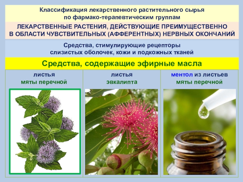 Сырье каких лекарственных растений