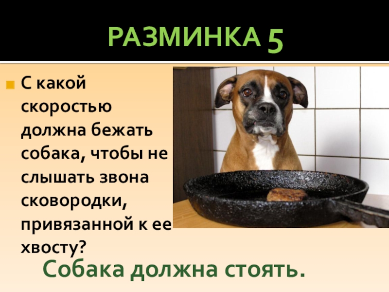 Собака звон. С какой скоростью должна бежать собака чтобы не слышать. Собака со сковородкой на хвосте. Собака с привязанной к хвосту сковородкой. Разминка собаки.