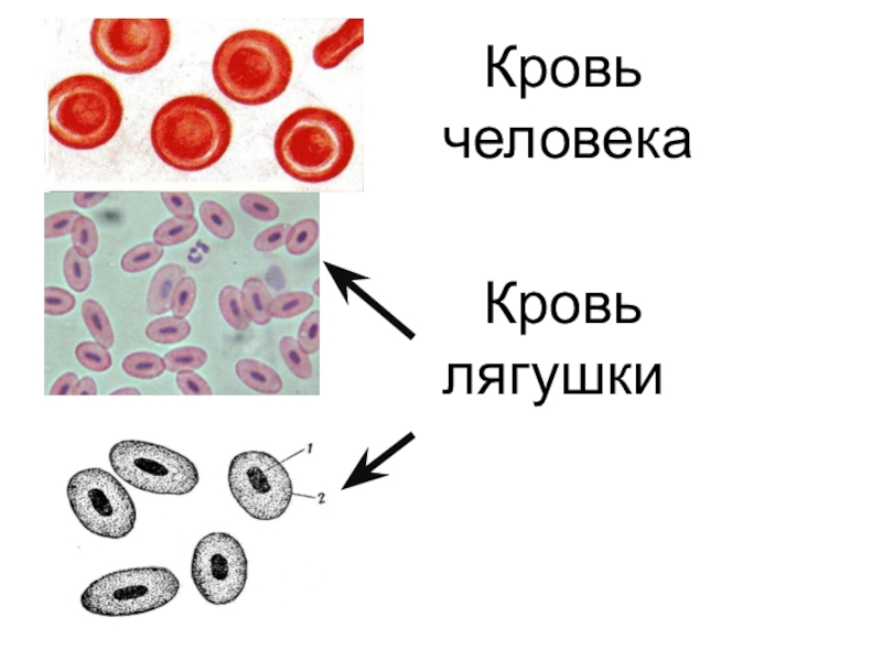 Исследование крови лягушки какая биологическая наука