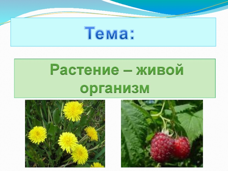 Растительные 5. Растения для презентации. Презентация на тему растения. Растение живой организм. Тема растения.