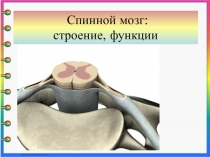 Презентация по биологии на тему спинной мозг, строение и функции (8 класс)
