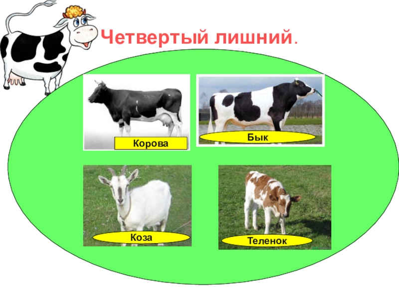 Телята зебу. Бык зебу. Герефорд корова. How now brown cow. Zoo bull.