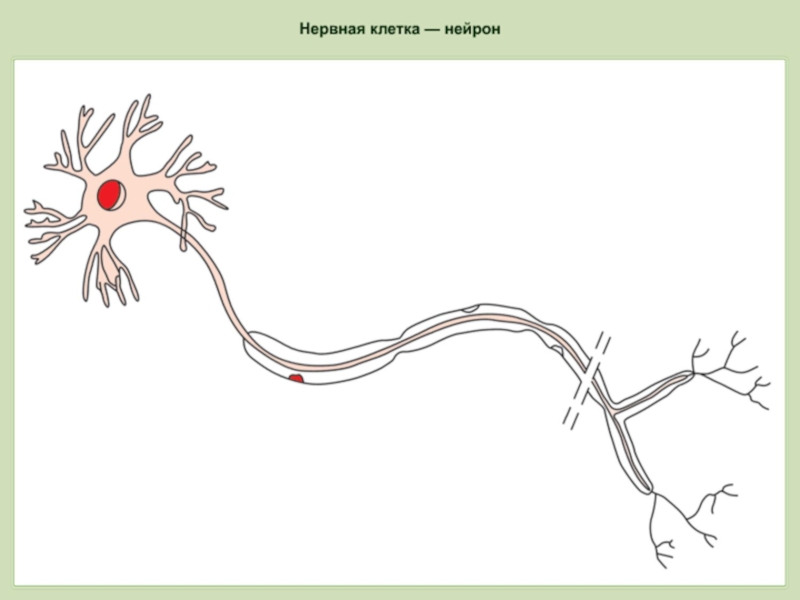 Основа нервной клетки. Нервная ткань Нейрон. Нервная клетка животных. Нервная ткань рисунок клетки. Строение нервной клетки животного.