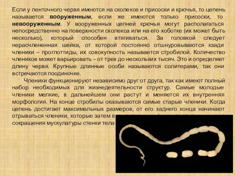 Жизнь ленточного червя. Ленточные черви членики. Членик ленточного червя. Крючья у ленточных червей.