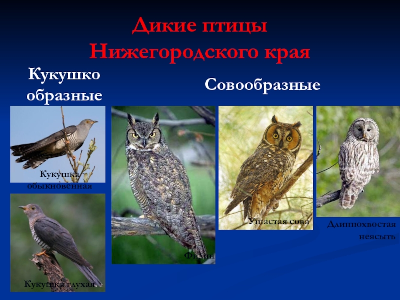 Птицы нижегородской области фото и описание