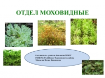 Презентация по биологии на тему Отдел Моховидные (6класс)