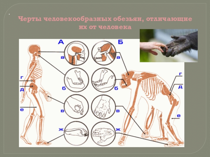 Отличие человека от приматов