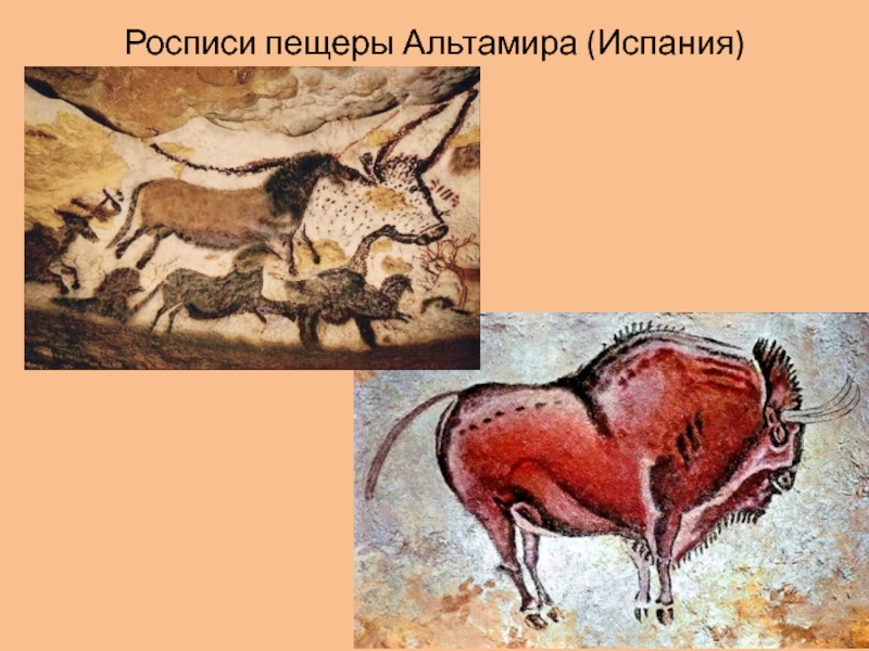 Рисунки из пещеры альтамира