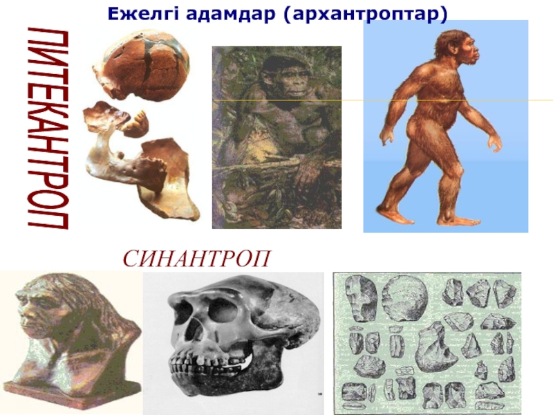 Антропогенез кезеңдері презентация