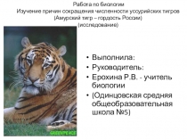 Презентация по биологии Изучение причин сокращения численности уссурийских тигров