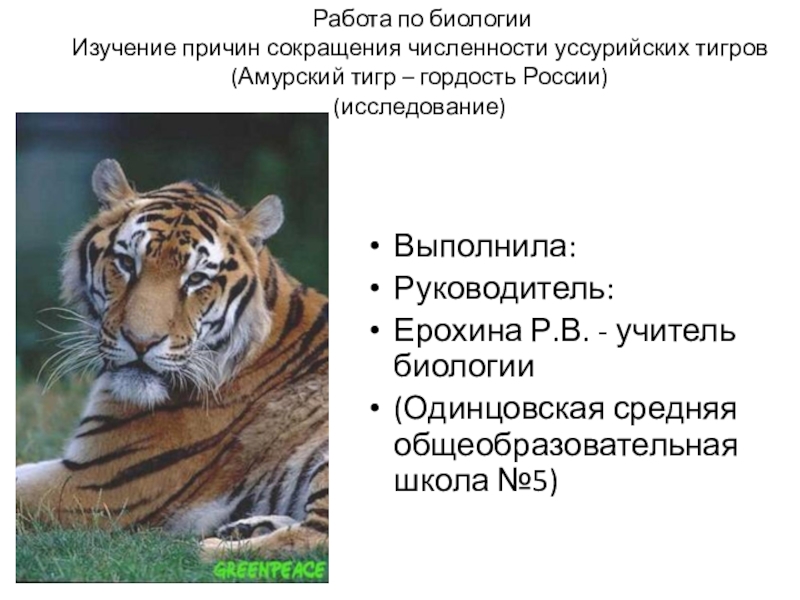 Презентация Презентация по биологии Изучение причин сокращения численности уссурийских тигров