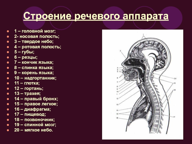 Речевой аппарат презентация