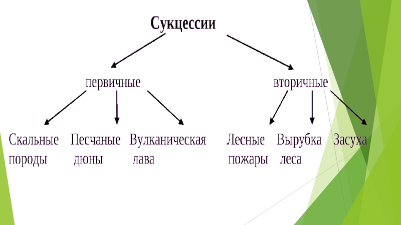 Презентация по теме смена природных сообществ