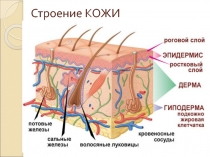 Презентация Уход за кожей. Болезни кожи.
