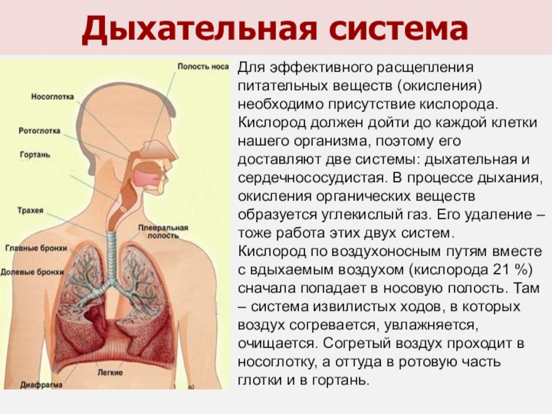 Проект дыхательная система человека