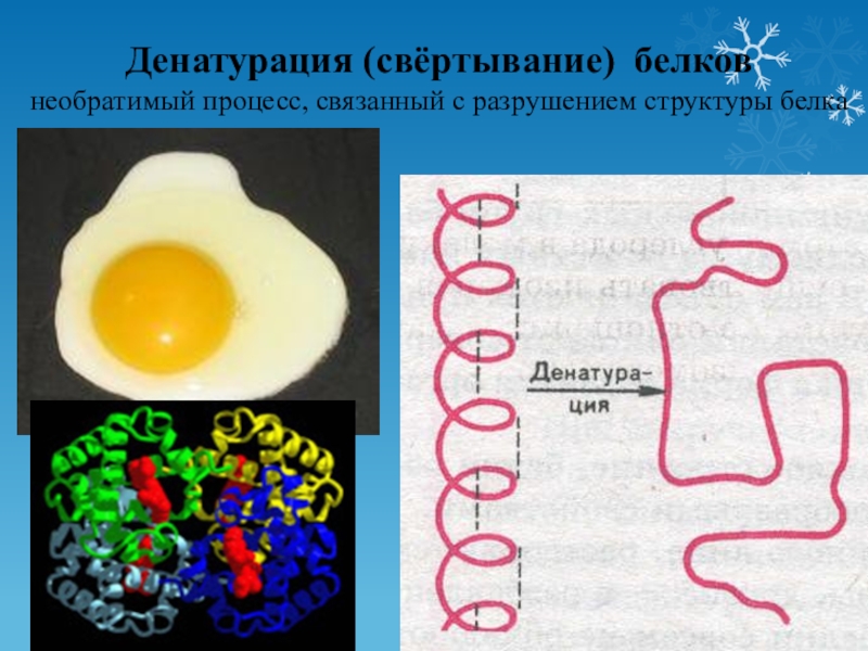 Денатурация белка схема