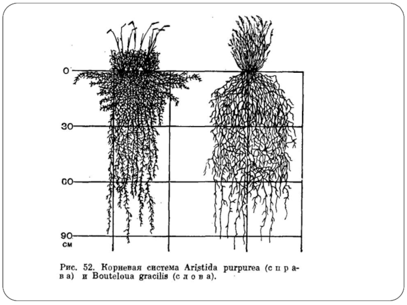 Корневые корни у каких растений. Корневая система дейции. Корни ксерофитов. Корневая система пшеницы глубина. Аристида Тип корневой системы.
