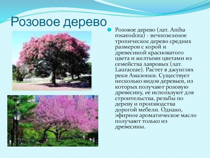 Розовое деревоРозовое дерево (лат. Aniba rosaeodora) - вечнозеленое тропическое дерево средних размеров с корой и древесиной красноватого