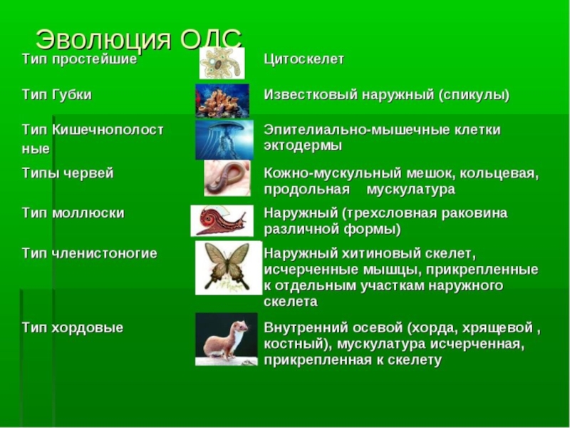 Презентация подготовка к огэ млекопитающие