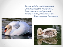 Презентация по биологии на тему Роль птиц в экосистемах