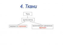 Презентация к уроку Ткани 5 кл биология