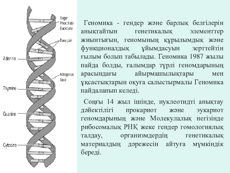 При расшифровке генома папоротника было установлено что. Геномика презентация. Геномика это в генетике. ДНК дегеніміз не. Полный геном.