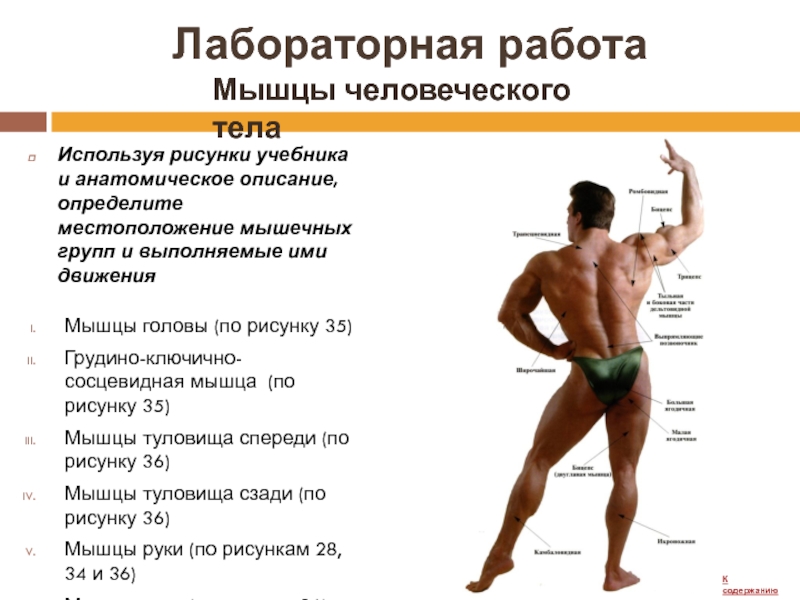 Лабораторная работа по биологии 8 класс мышцы