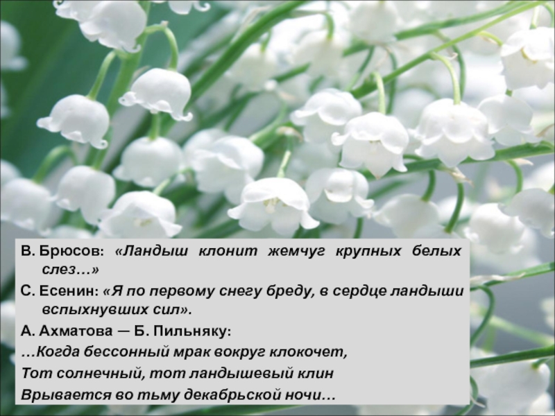 Песня я подарю тебе цветы ландыши. Есенин Ландыши.