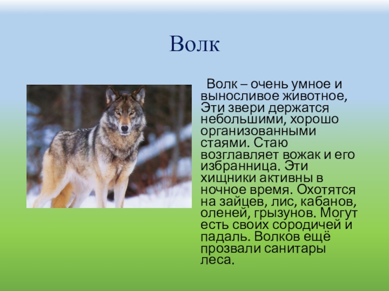Сообщение на тему дикое животное. Сообщение о животных. Доклад про волка. Презентация на тему волк. Сообщение о животных волк.