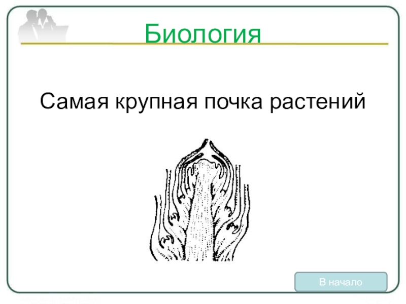 Самое самое биология. Биология начало. Самая крупная почка у растения. Самая большая растительная почка. У какого растения самая крупная почка.