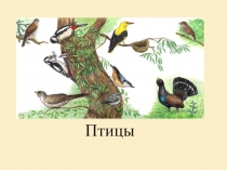 Птицы
