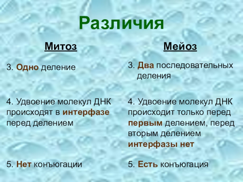 Удвоение днк происходит в какой