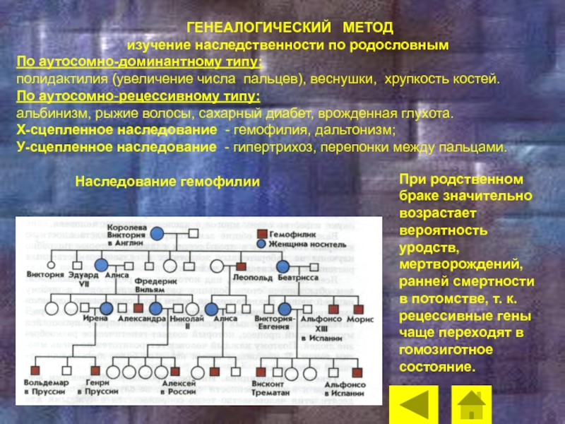 Генеалогический метод фото