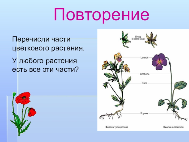 Какие части растения использует человек. Части цветкового растения. Любое растение. Перечислите части растения. Какие части есть у растения.
