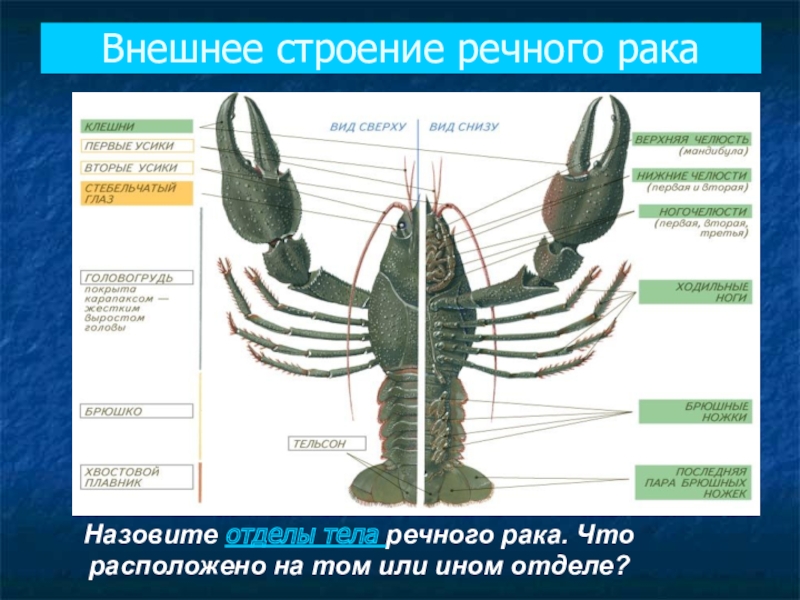 Внешнее строение речного рака рисунок