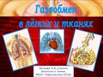 Презентация по биологии на темуСтроение легких