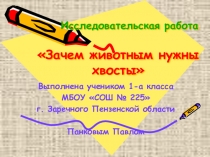 Презентация исследовательской работы на тему Зачем животным нужны хвосты