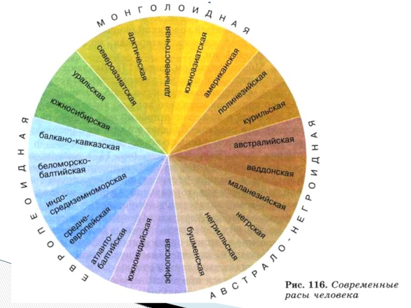 Под расы человека. Схема расы человека. Современные расы человека схема. Классификация человеческих рас. Современная классификация рас человека.